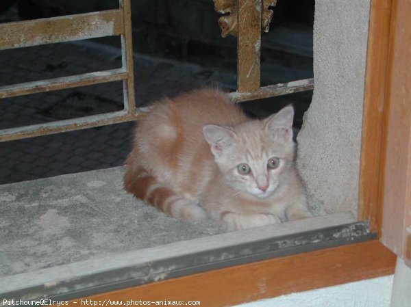 Photo de Chat domestique