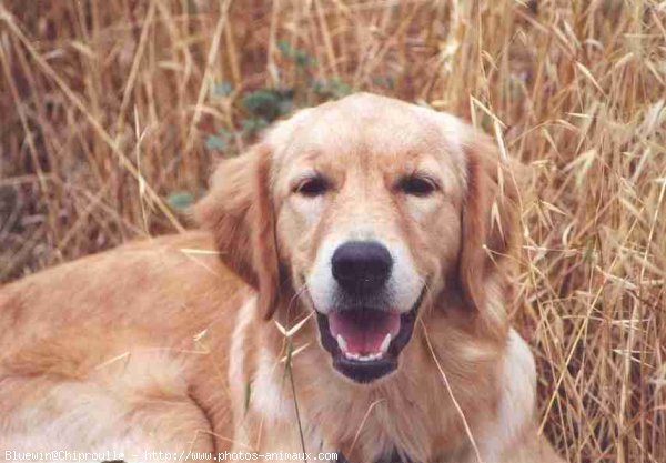 Photo de Golden retriever