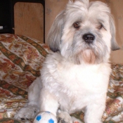 Photo de Lhassa apso