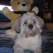 Photo de Lhassa apso