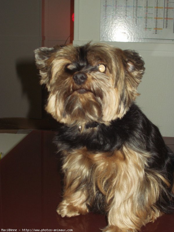 Photo de Yorkshire terrier