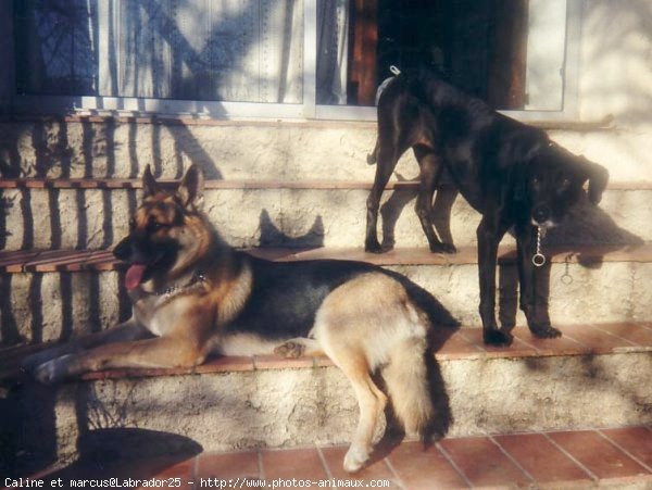 Photo de Races diffrentes