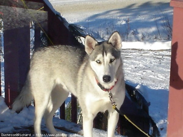 Photo de Husky siberien