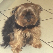 Photo de Yorkshire terrier