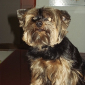 Photo de Yorkshire terrier