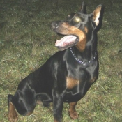 Photo de Dobermann