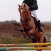 Photo de Poney franais de selle