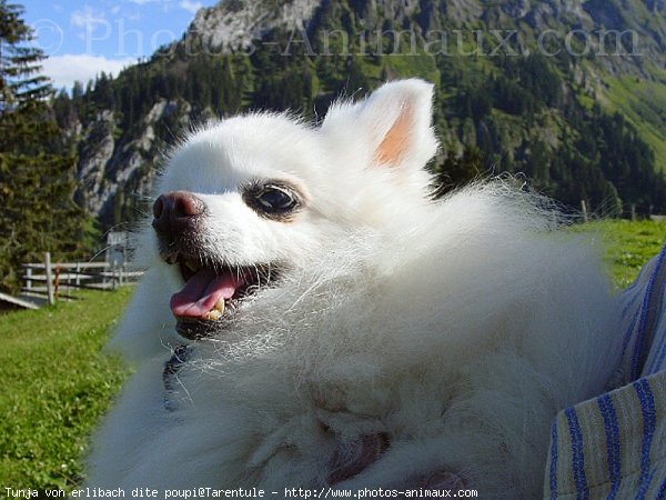 Photo de Spitz moyen