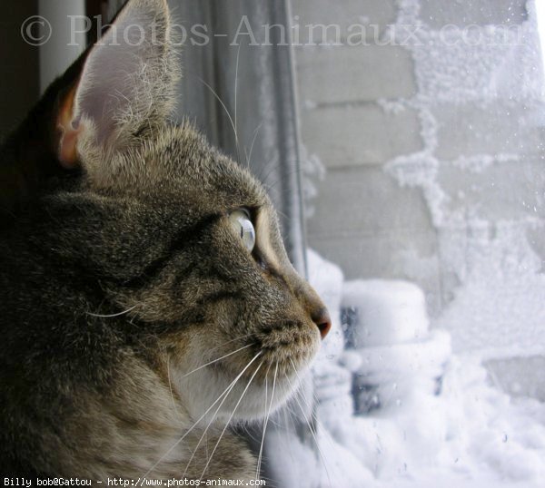 Photo de Chat domestique