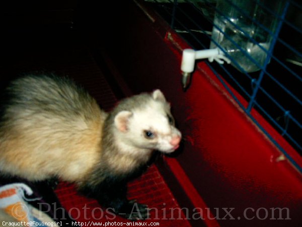 Photo de Furet