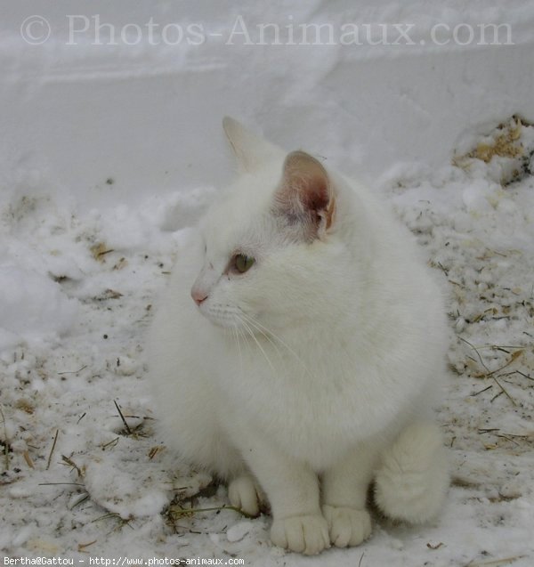 Photo de Chat domestique