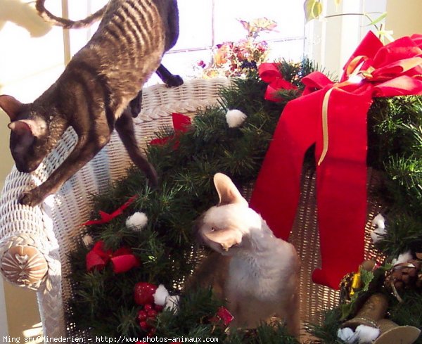 Photo de Cornish rex