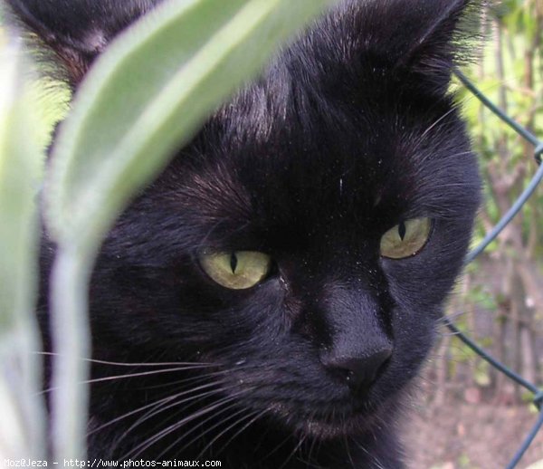 Photo de Chat domestique