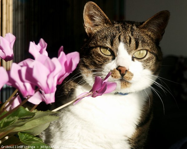 Photo de Chat domestique