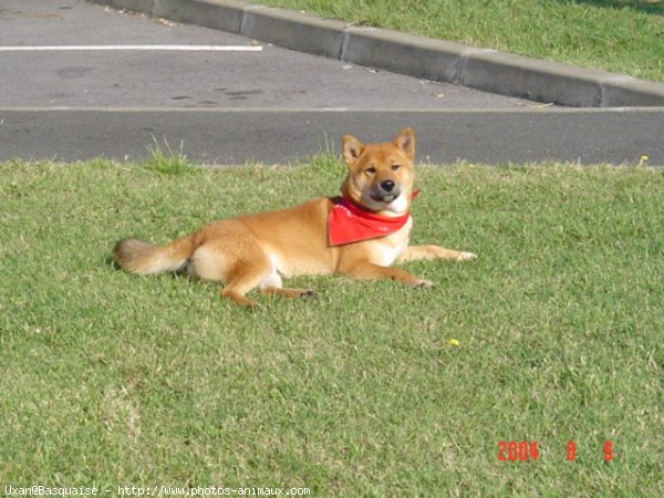 Photo de Shiba