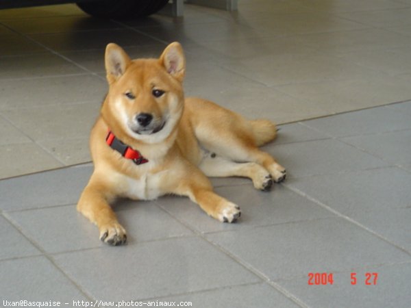 Photo de Shiba