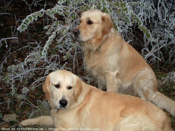 Photo de Golden retriever