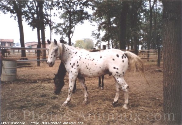 Photo d'Appaloosa