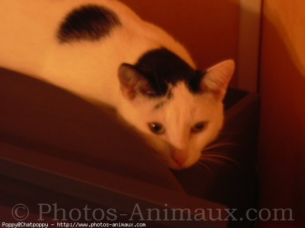 Photo de Chat domestique