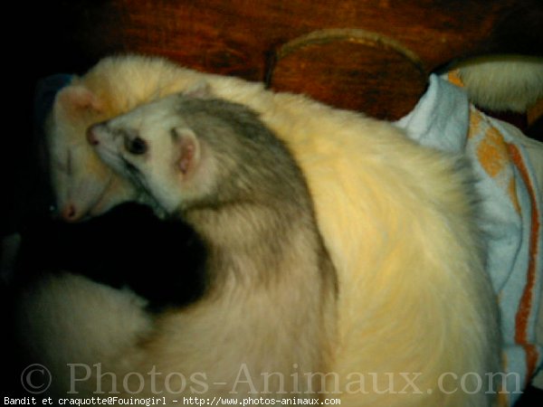 Photo de Furet