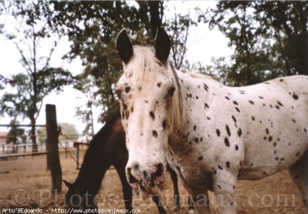 Photo d'Appaloosa