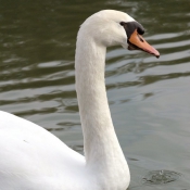 Photo de Cygne