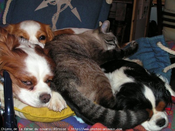 Photo de Cavalier king charles spaniel