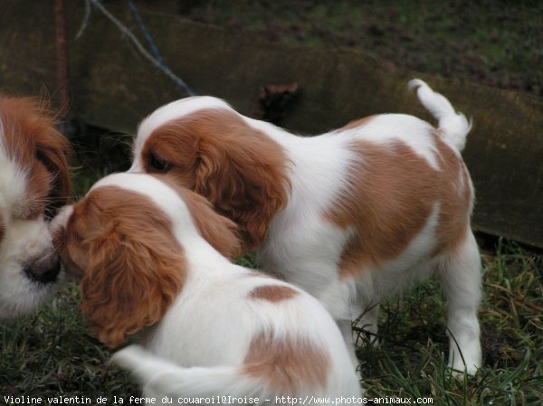 Photo de Cavalier king charles spaniel