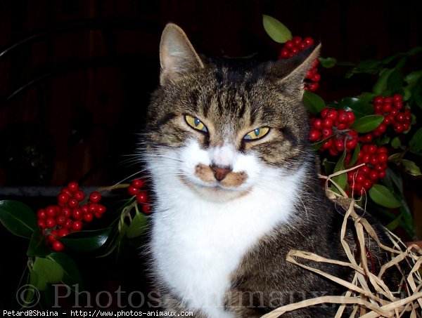 Photo de Chat domestique