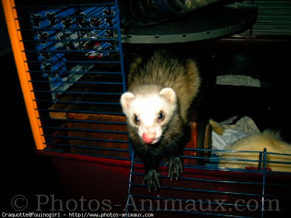 Photo de Furet