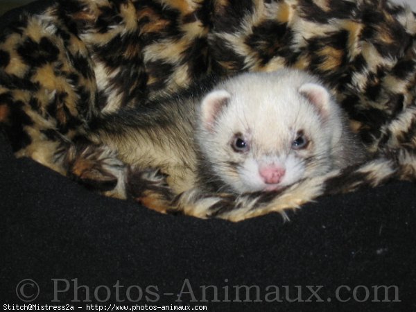 Photo de Furet