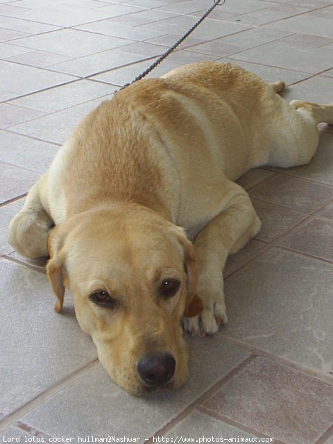 Photo de Labrador retriever