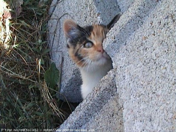 Photo de Chat domestique