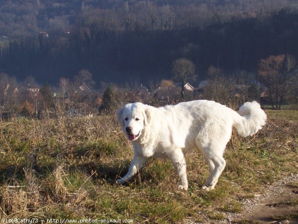 Photo de Chien de berger des tatras