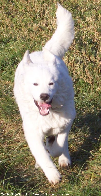 Photo de Chien de berger des tatras