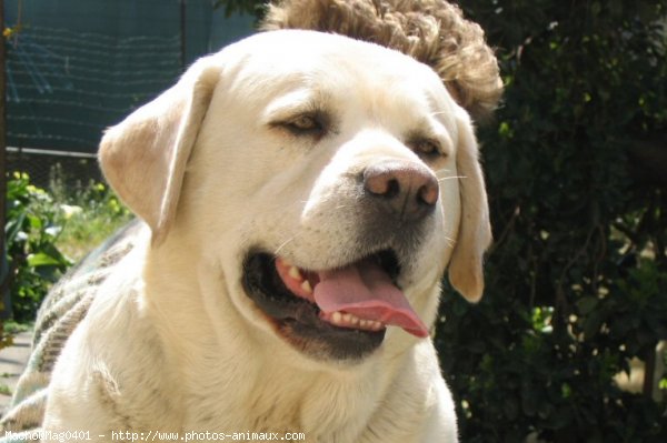 Photo de Labrador retriever