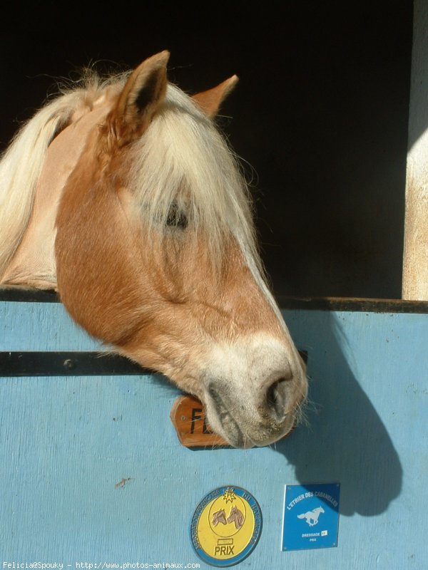 Photo de Haflinger