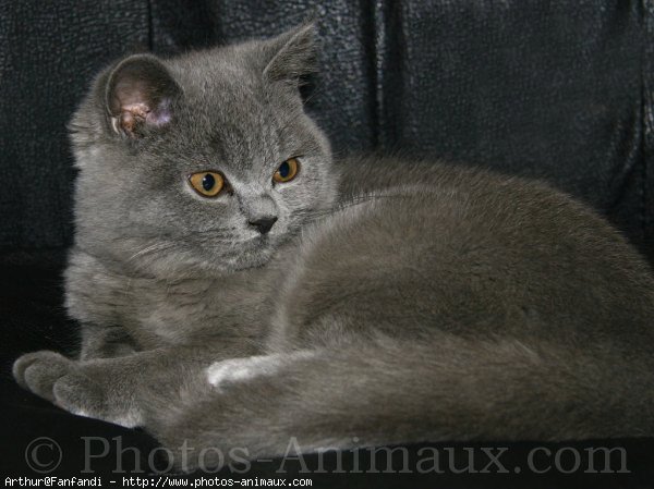 Photo de British shorthair