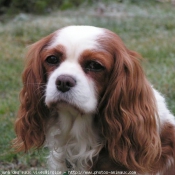 Photo de Cavalier king charles spaniel