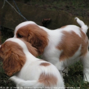 Photo de Cavalier king charles spaniel