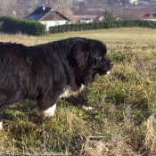 Photo de Chien de terre-neuve