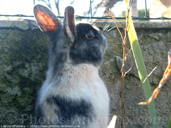 Photo de Lapin