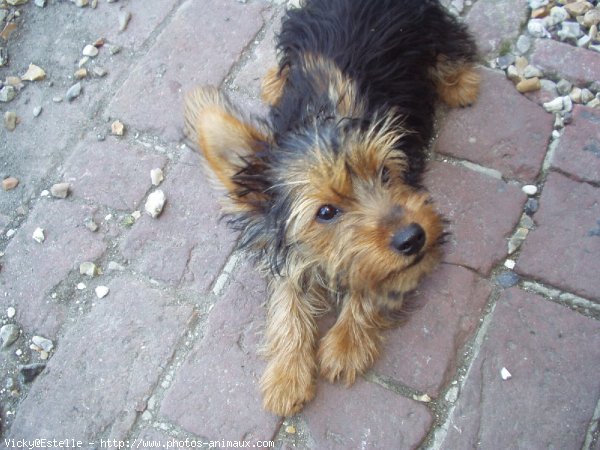 Photo de Yorkshire terrier