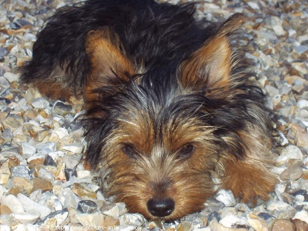 Photo de Yorkshire terrier