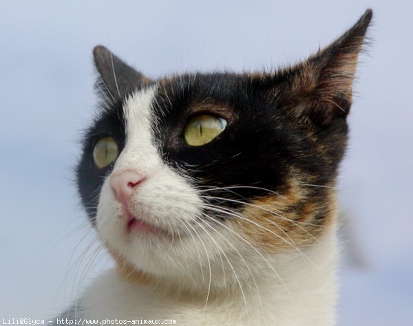 Photo de Chat domestique