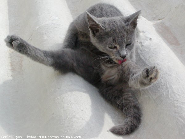 Photo de Chat domestique