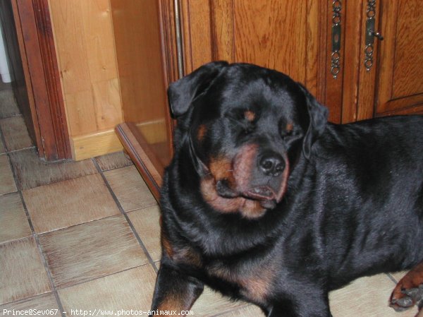 Photo de Rottweiler