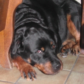 Photo de Rottweiler