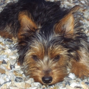 Photo de Yorkshire terrier