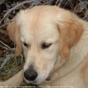 Photo de Golden retriever